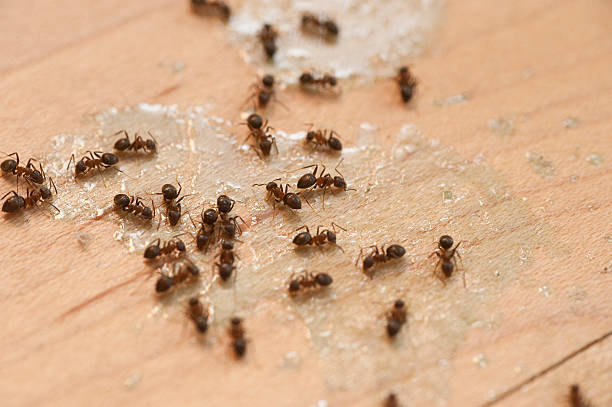 Best Flea Control Services  in Sultan, WA